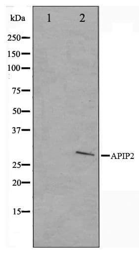 APAF1 / APAF-1 Antibody