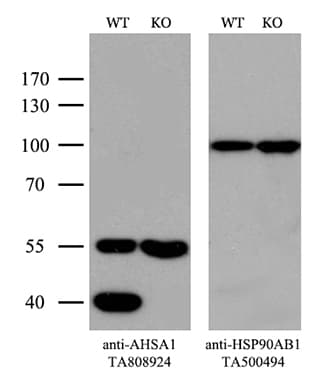 AHSA1 / AHA1 Antibody (aa1-203, clone OTI1D2)