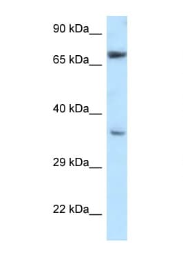 NXN Antibody (aa90-139)