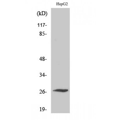 SCN4B Antibody (30-110 aa, Internal)