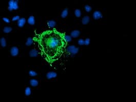 Monoclonal Mouse anti-Human PDE1B Antibody (clone OTI6B9, IF, WB)