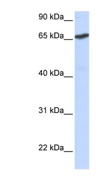 L3MBTL1 Antibody (aa144-193)