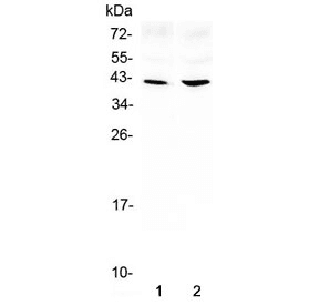 Polyclonal Rabbit anti-Mouse AREG / Amphiregulin Antibody (WB)