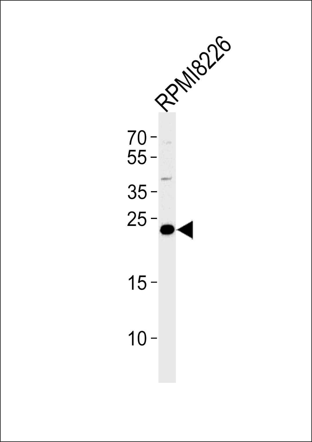 CD3G Antibody (aa48-76)