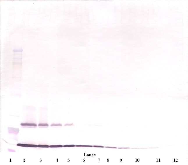 TSLP Antibody