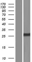 TMEM150A Protein (Over-Expression Lysate Myc-DDK (Flag))