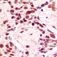 LMNA / Lamin A+C Antibody (Internal)