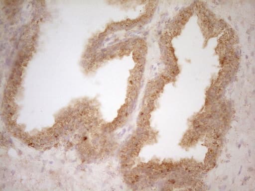 BTG1 Antibody (clone OTI7H6)