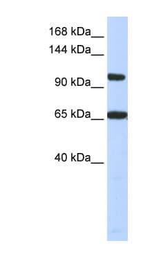 THRAP3 / TRAP150 Antibody (C-Terminus)