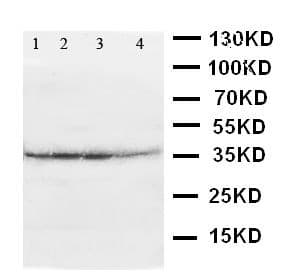 ATF4 Antibody (aa332-351)
