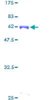 Human CDC42EP3 Protein (Recombinant GST)