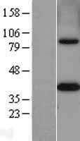 MTHFD2 Protein (Over-Expression Lysate Myc-DDK (Flag))