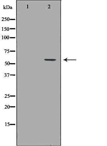 CD66a / CEACAM1 Antibody