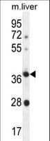 OR4A15 Antibody (aa270-298)