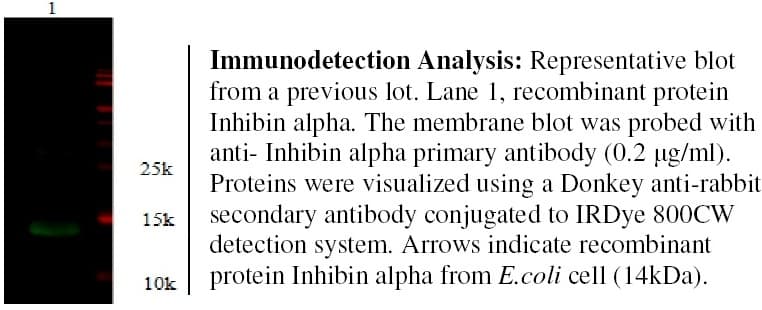 Polyclonal Rabbit anti-Human INHA / Inhibin Alpha Antibody (Preservative Free, WB)