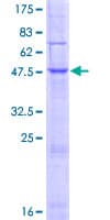 Human MARCH9 Protein (Recombinant GST)