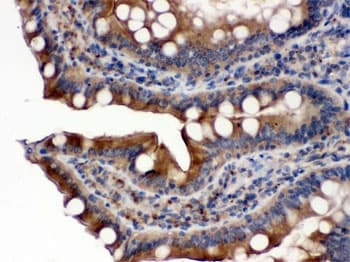 CYPOR / POR Antibody
