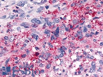 PathPlus™ Polyclonal Rabbit anti-Human TAAR6 Antibody (C-Terminus, IHC)