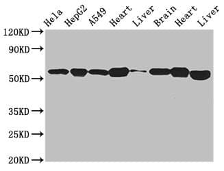 ATP5B / ATP Synthase Beta Antibody