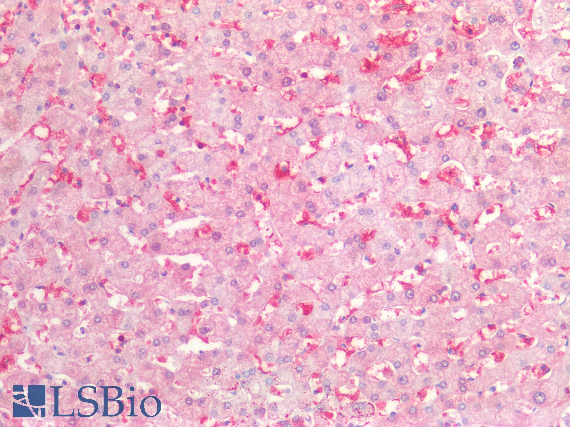 IHC-plus™ BCL2L1 / BCL-XL Antibody (aa1-208)