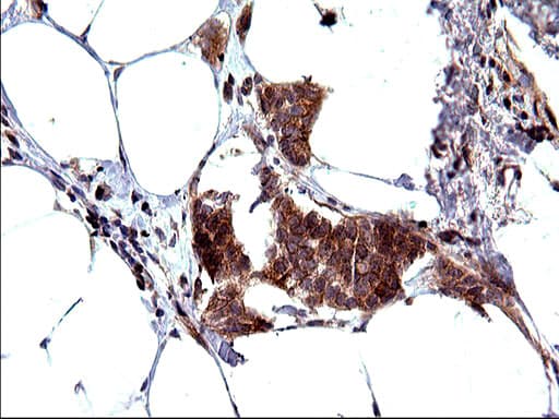 SHBG Antibody (clone OTI1H10)