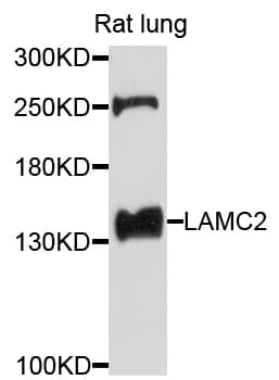 LAMC2 / Laminin Gamma 2 Antibody