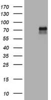 CD30 Antibody (clone OTI2G2)