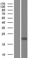 15-PGDH / HPGD Protein (Over-Expression Lysate Myc-DDK (Flag))