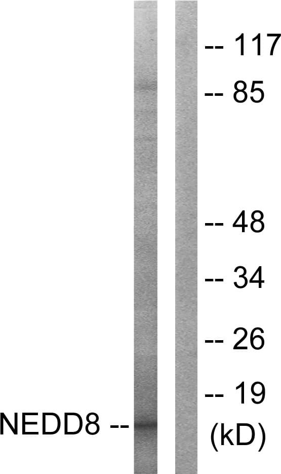 IHC-plus™ Polyclonal Rabbit anti-Human NEDD8 Antibody (aa10-59, IHC, WB)