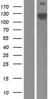 PPP1R18 Protein (Over-Expression Lysate Myc-DDK (Flag))