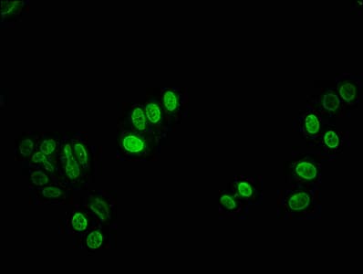 HIST1H3A Antibody