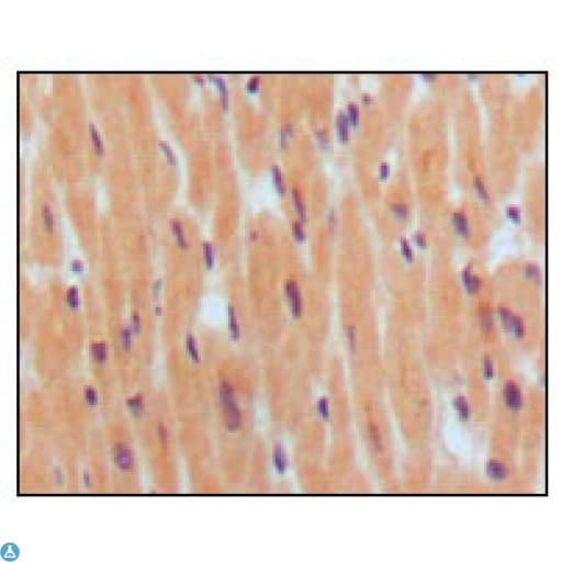 NPPB / BNP Antibody