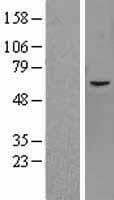 KDM4D / JMJD2D Protein (Over-Expression Lysate Myc-DDK (Flag))