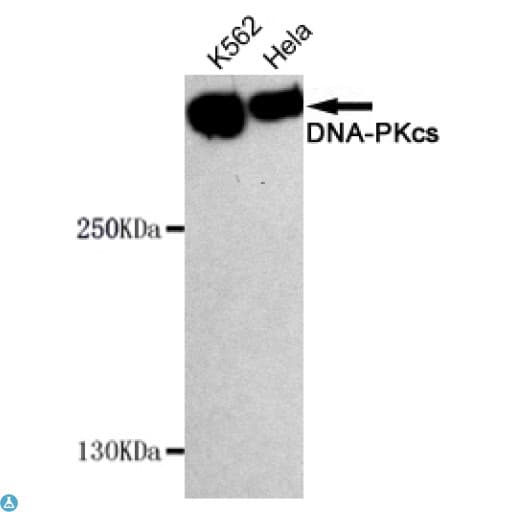 PRKDC / DNA-PKcs Antibody