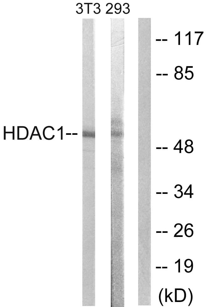 IHC-plus™ HDAC1 Antibody (aa387-436)