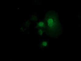 RND1 Antibody (clone OTI1C3, Carrier-free)