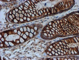 FXYD3 Antibody (clone OTI4E3, Carrier-free)