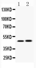 IKBKG / NEMO / IKK Gamma Antibody
