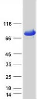Human HSPA5 / GRP78 / BiP Protein (Recombinant Myc-DDK (Flag))