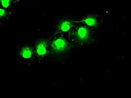 Monoclonal Mouse anti-Human PRKY Antibody (clone OTI2E9, Carrier-free, IHC, IF, WB)