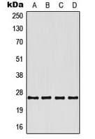 TNFSF9 / CD137L Antibody (Internal)
