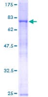 Human RNF8 Protein (Recombinant GST)