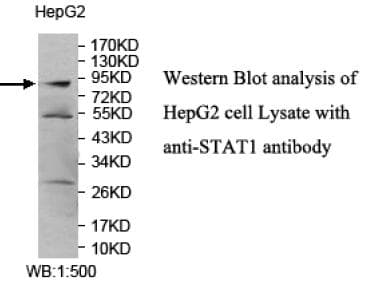 STAT1 Antibody (aa519-712)