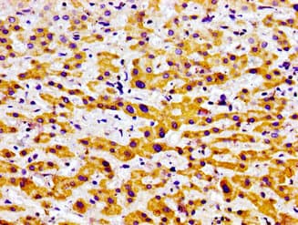 USP9X / FAM Antibody