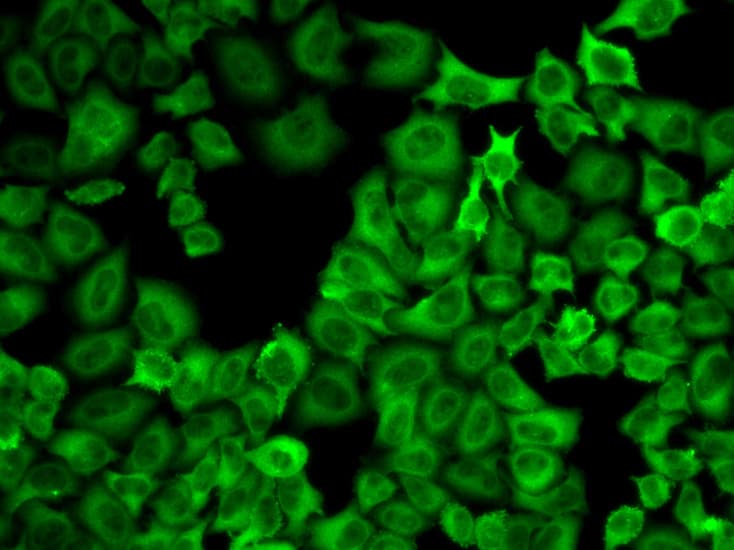 HSP90AA1 / Hsp90 Alpha A1 Antibody