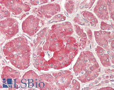 IHC-plus™ NEU1 / NEU Antibody (clone 3F9)