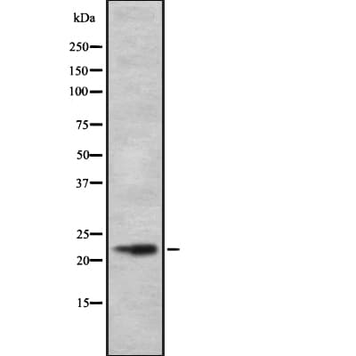 CALY Antibody
