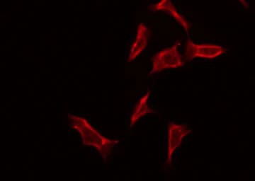 ZP4 / ZBP Antibody