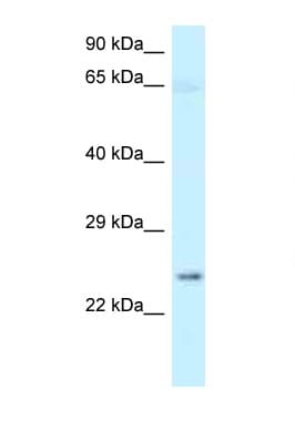 NMNAT3 Antibody (N-Terminus)