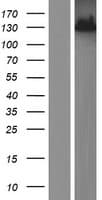 RNF123 Protein (Over-Expression Lysate Myc-DDK (Flag))